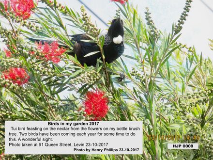 Tuis in my garden - Resource cover image