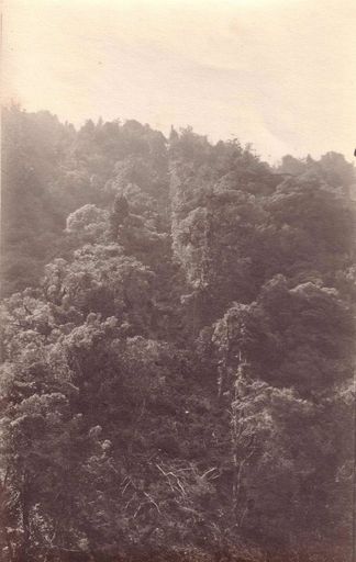 View of bush covered hills, Mangahao, 1920's - Resource cover image