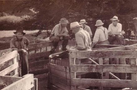 Dipping sheep on Kilmister farm, 1956