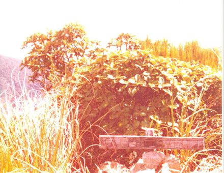 Grave marker for Ralph Wood in Tararua Range, 1981