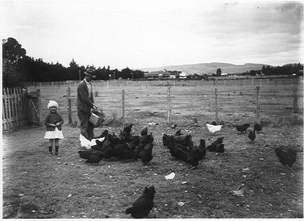 Feeding the Hens