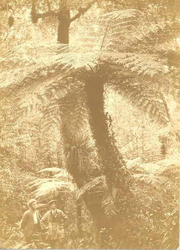 Mamaku - a fine specimen