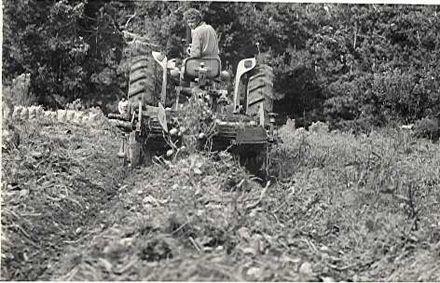 Harvesting of potato crop