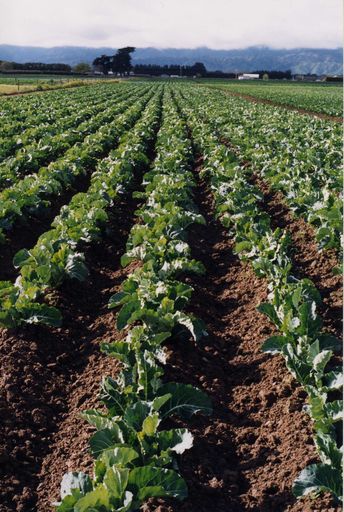Market Gardening, Levin