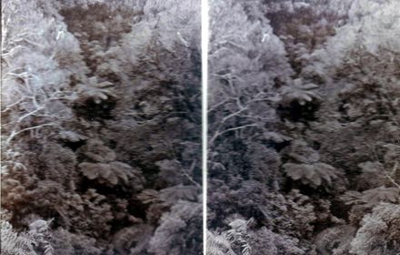 More punga ferns in bush gully, Tokomaru Valley Road, Shannon
