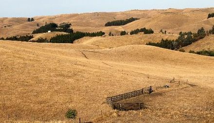 Browned - off pastures in Hawkes bay