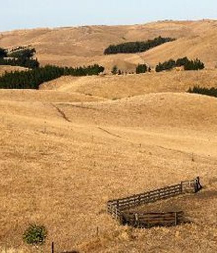 Browned - off pastures in Hawkes bay
