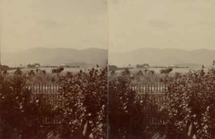 Shannon Recreation Ground (Domain), Mr Edward Law haymaking with horse team, 1903