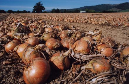 Levin Onion Fields