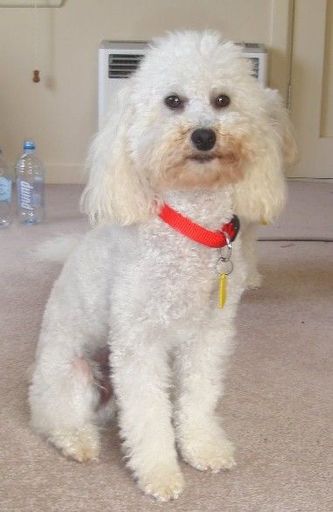 Mascot - Resource cover image