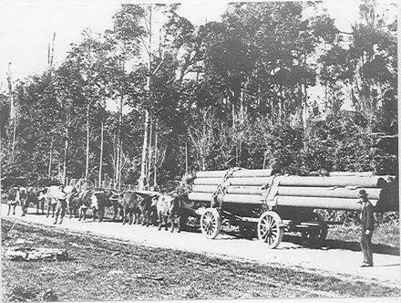 Moore Bros. bullock team carting water pipes, Levin, c.1909