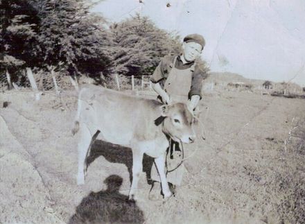 Jersey Calf "Flicka", Poroutawhao School Show Day