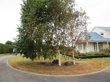 Garden 4 Grove of Silver Birches by drive
