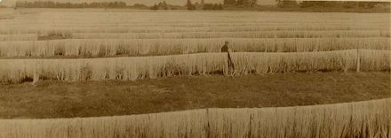 Flax Fibre Drying in Paddocks