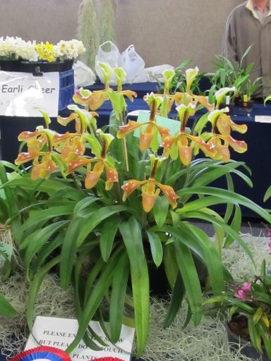 The Levin Orchid society show August 2012 0298