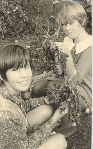 Peanut plants grown by Mr McDonald, 1968 - Resource cover image