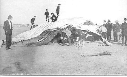 Beached Whale, Foxton Beach