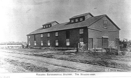 Milking-shed, Weraroa Experimental Station