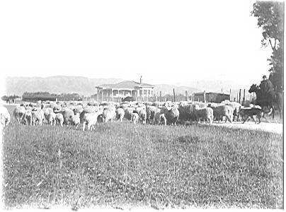 Flock of Sheep Near Unidentified House