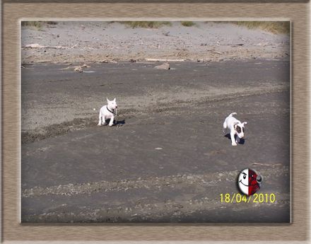 Bullies 4 Me - Resource cover image