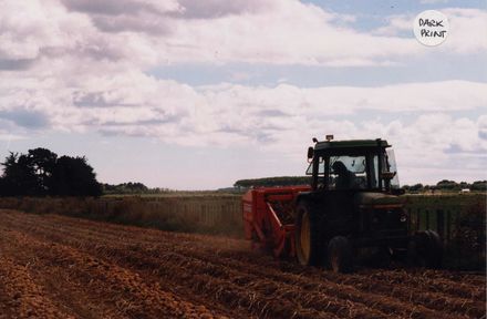 Potato harvesting in Shannon