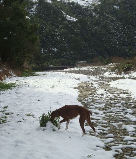 Venturing Out - Dog investigating snow by Ohau River, Levin