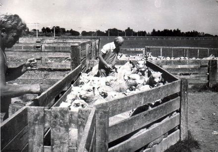 Brian Richardson (left) farmer and Peter Buckingham (right) drafting lambs, c.1970's