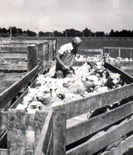 Brian Richardson (left) farmer and Peter Buckingham (right) drafting lambs, c.1970's