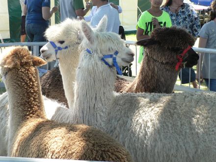 alpacs