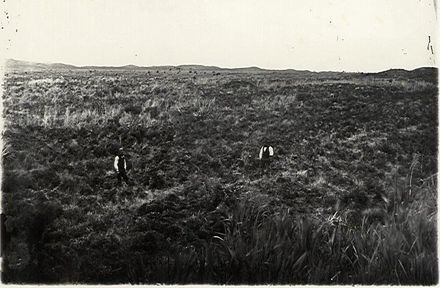 Swamp land at Foxton