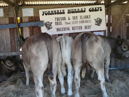 Murray grey rear lineup - Resource cover image