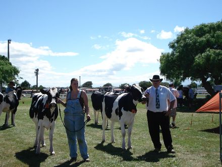 Freisan Heifers - Resource cover image