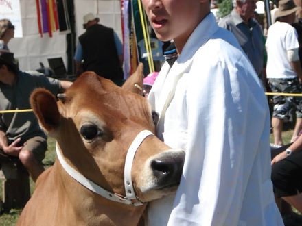 Jersey Heifer - Resource cover image