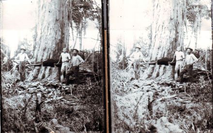 Osborne & Taylor (with unidentified man) felling giant tree (totara or rimu), Shannon, 1902