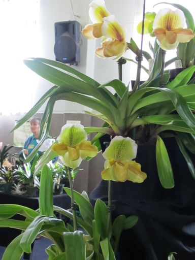 The Levin Orchid society show August 2012 0272