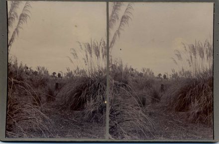 On the bank near the Manawatu River, Shannon, 1901