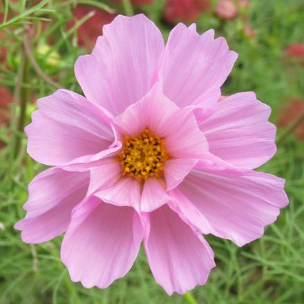 Garden 3 Pale pink cosmos in flower - Resource cover image