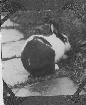Black and white rabbit on footpath.