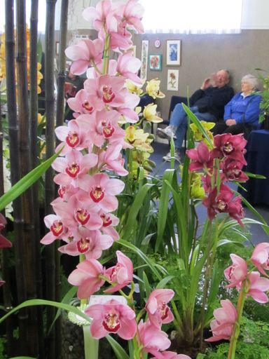 The Levin Orchid society show August 2012 0276 - Resource cover image