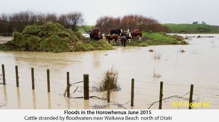 Flood 60 Cattle stranded by floodwaters near Waikawa Beach  north of Otaki  Photo  Mark Mitchell