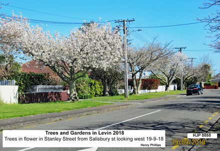 HJP 0050 Trees in flower in Stanley Street from Salisbury st looking west 19-9-18