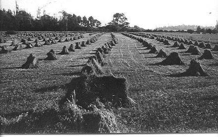 Sheaves of oats stacked in stooks, Cheslyn Rise