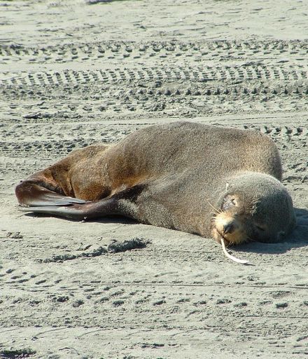 Seal at Waitarere Beach