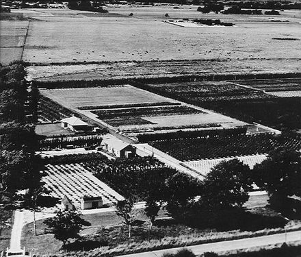 Aerial view, original 5-acre block, early 1950's