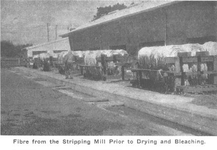 "Fibre From The Stripping Mill Prior to Drying and Bleaching", c.1950