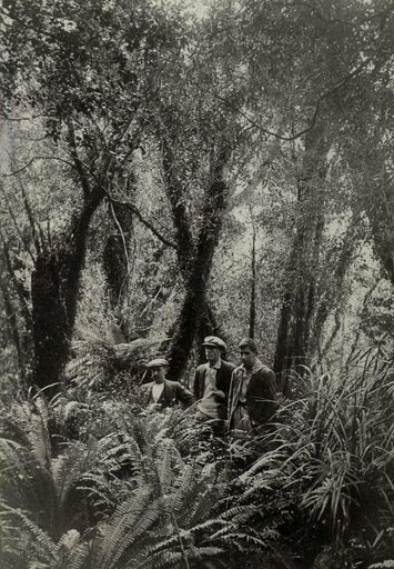 On The Waiopehu Track