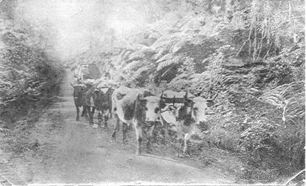 Bullock Team, The Avenue