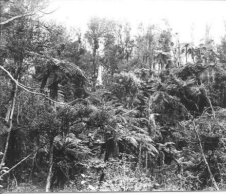 Bush scene with Adkin children and their mother, 'Cheslyn Rise'.