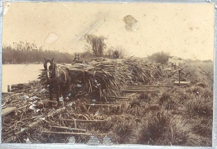 Flax loading at Moutoa