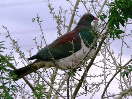 Wood pigeon at Gladstone Rd. - Resource cover image